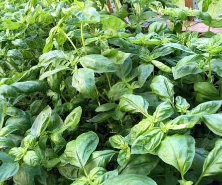 Green salt