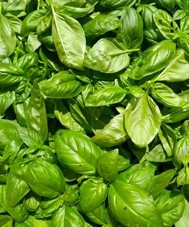 Green salt