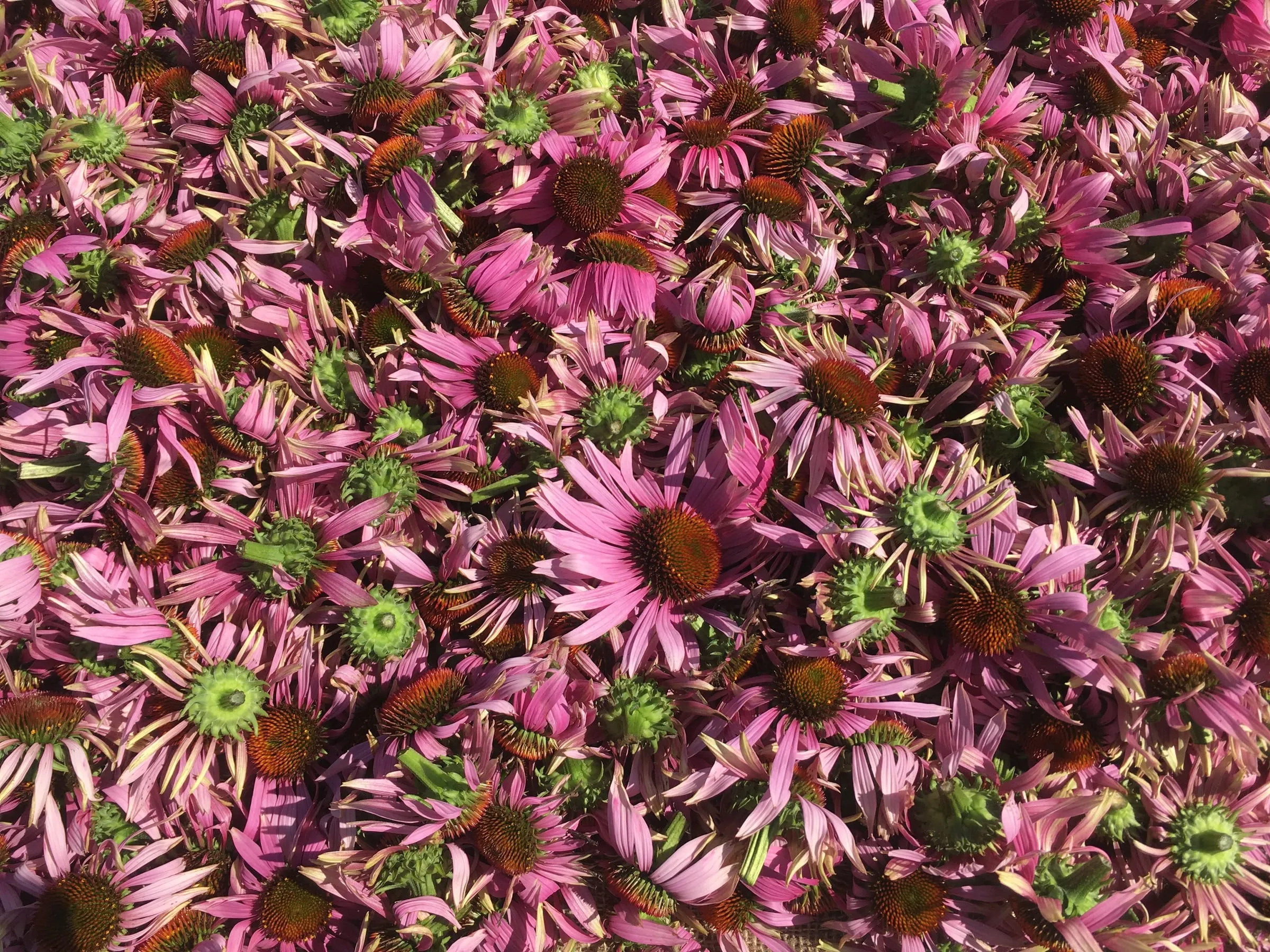 Ehinacea vitamin tea