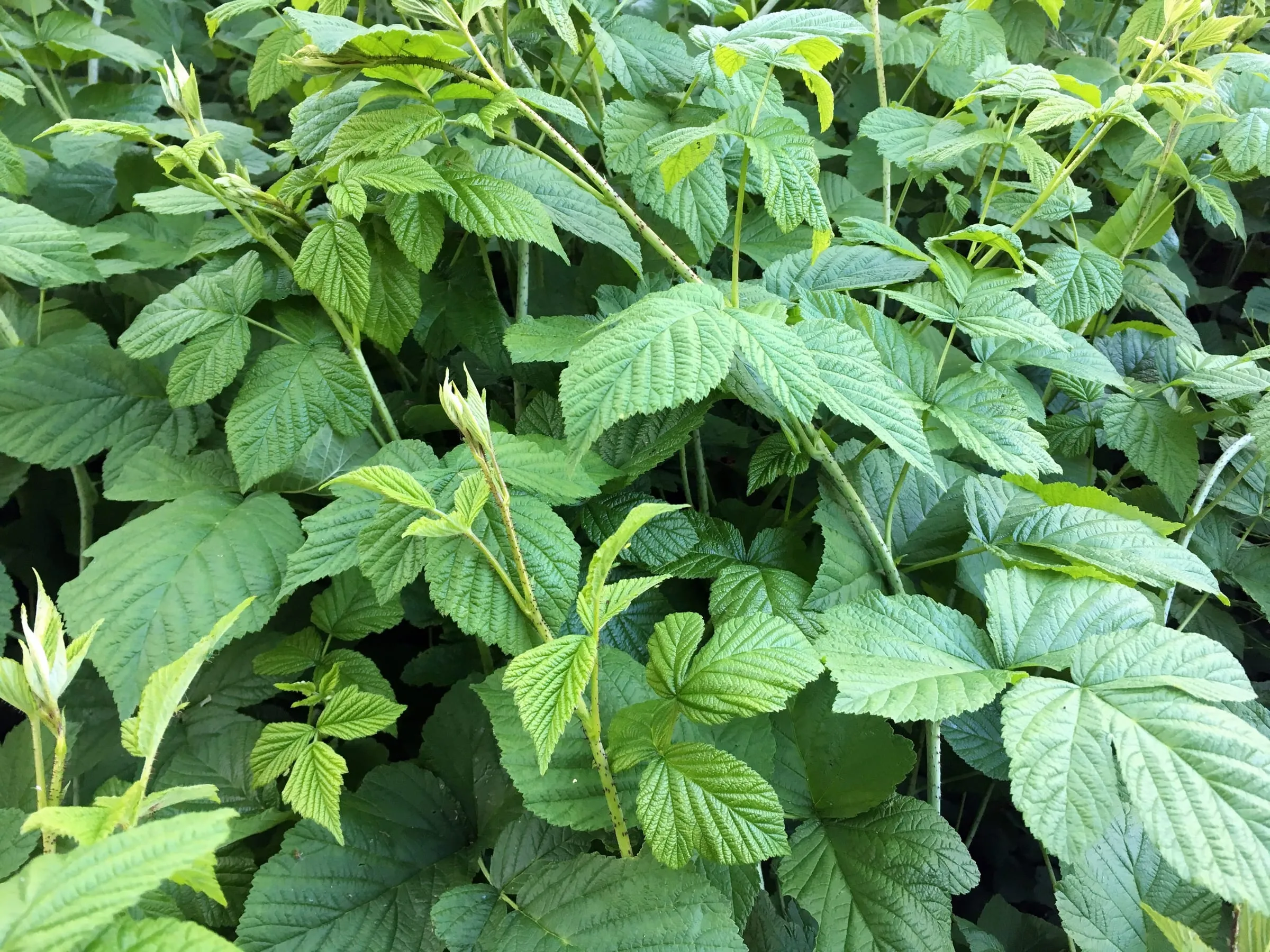 Ehinacea vitamin tea