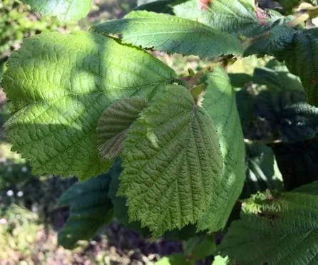 Hazel tea