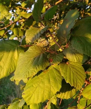 Hazel tea
