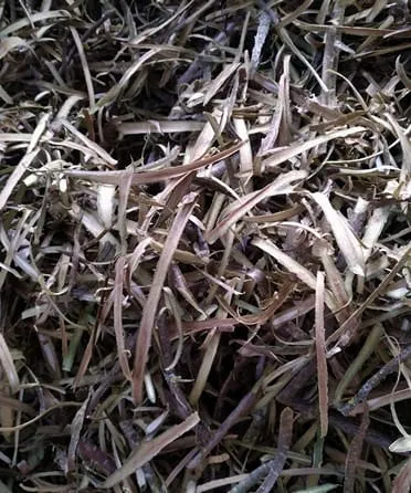 Hazel tea