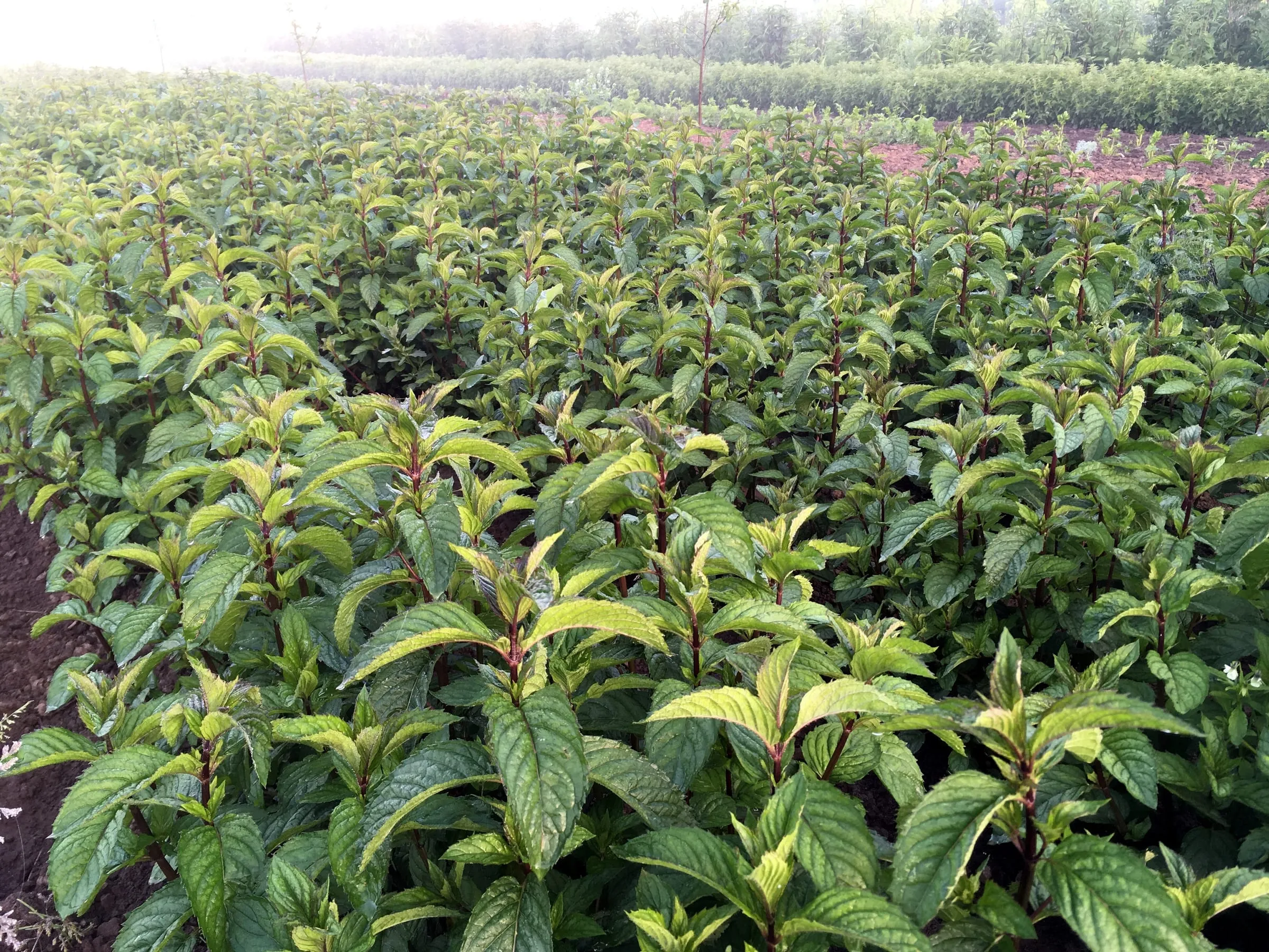 Peppermint tea