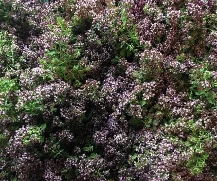 Herb tea