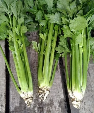 Celery powder