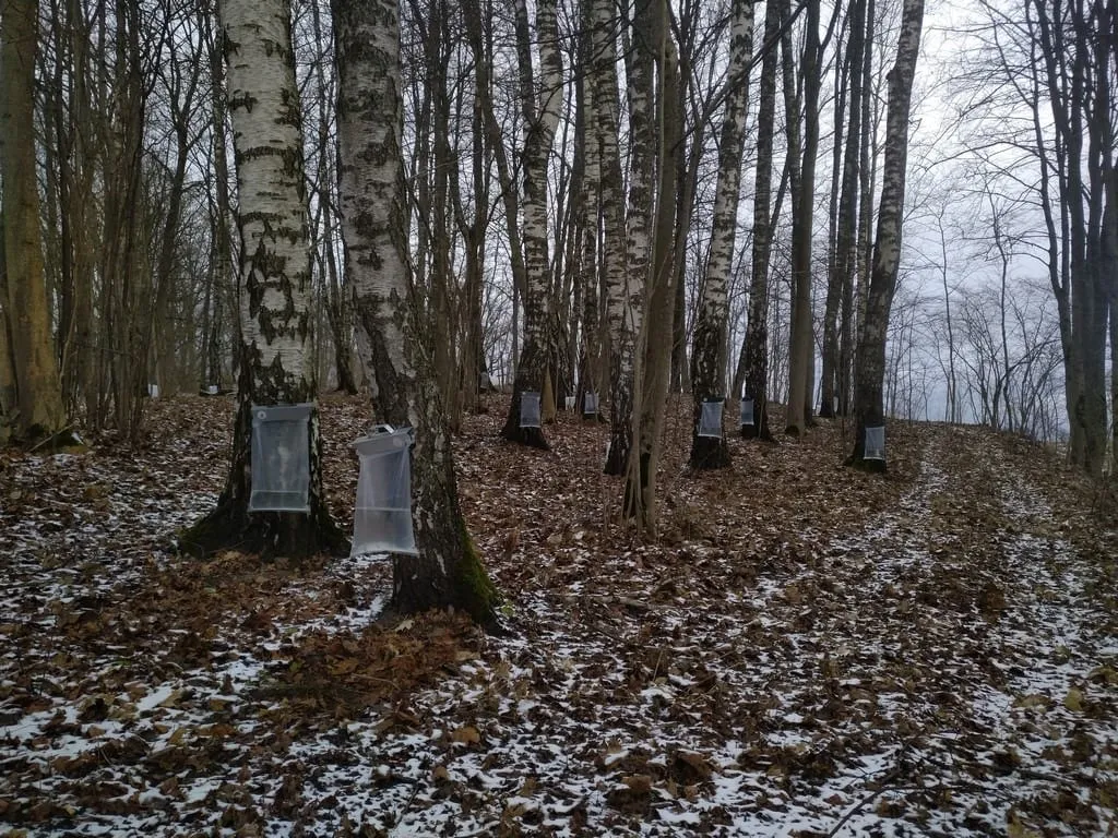 Birch sap syrup