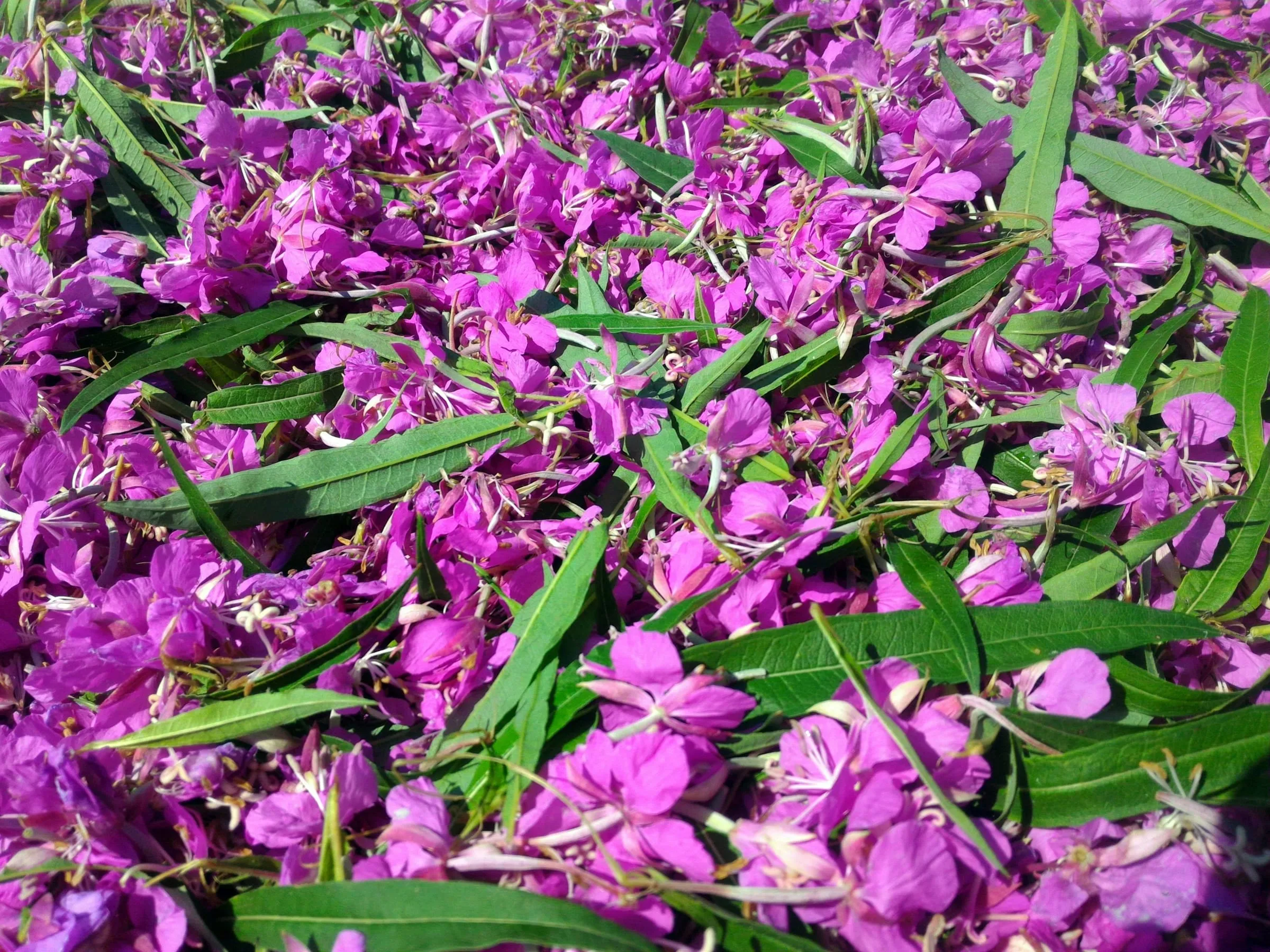 Ehinacea vitamin tea